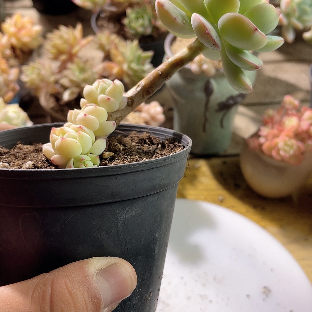 蓝*0625  香草 六月六