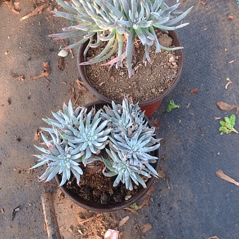 657仙女杯2棵多肉植物