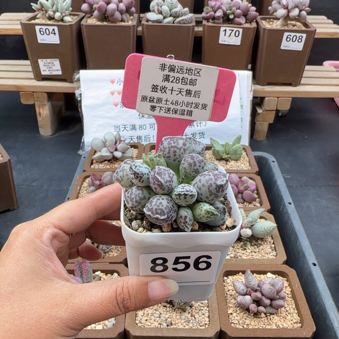 肚***狗856达摩海豹多肉植物