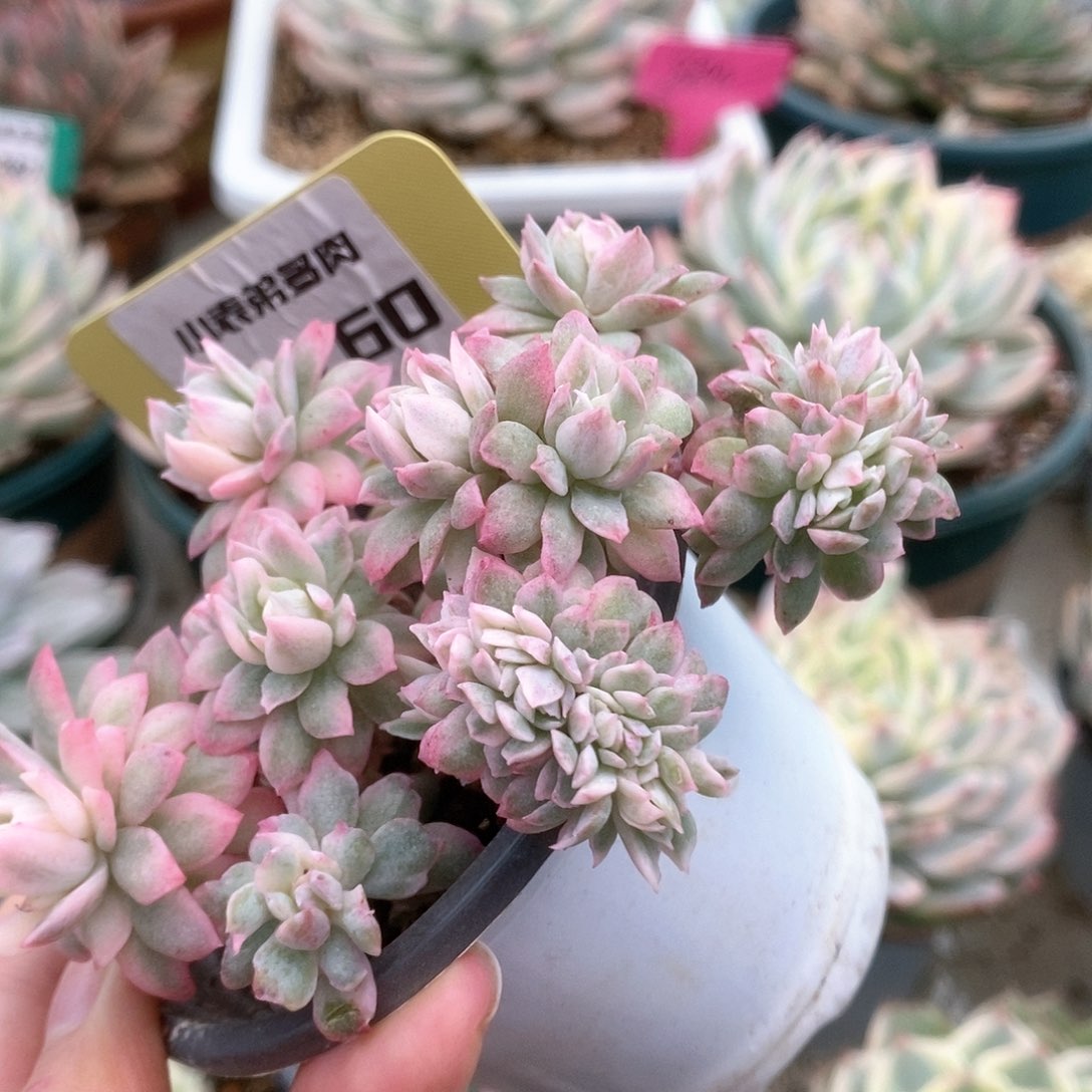 160火焰杯锦锦锦锦