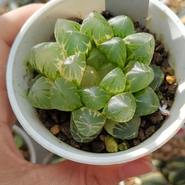 337号OM玉露锦一物一拍带盆土发货