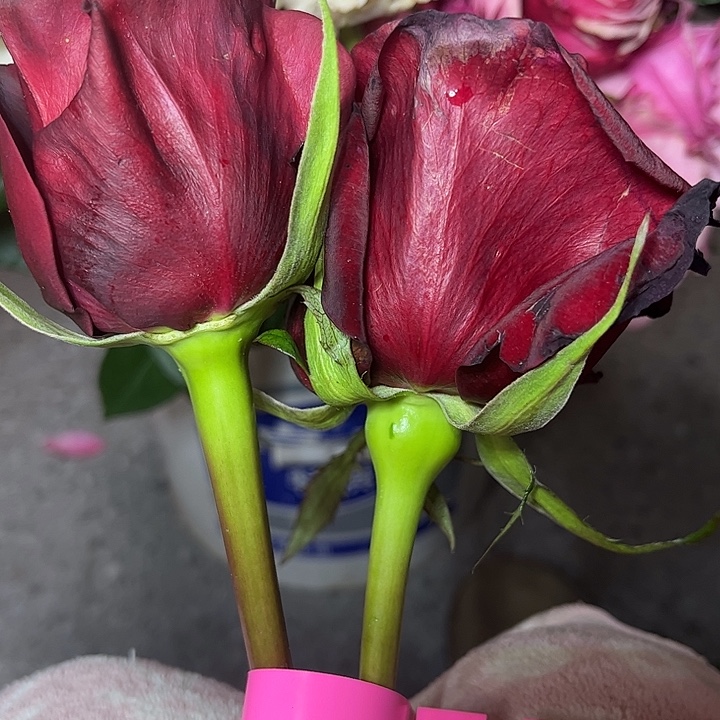 无花朵狼26号加粉背测试