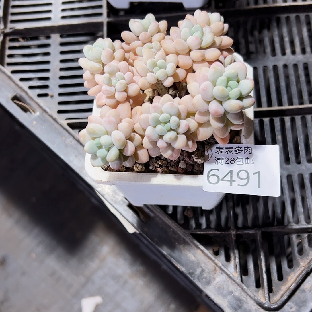 9号思****妈我们的确是6491