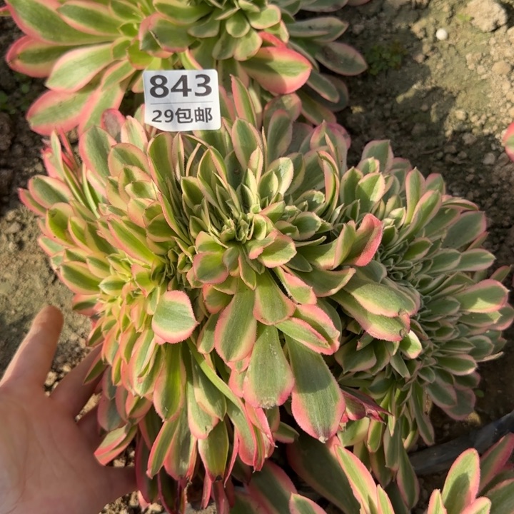 女巫缀……多肉植物……