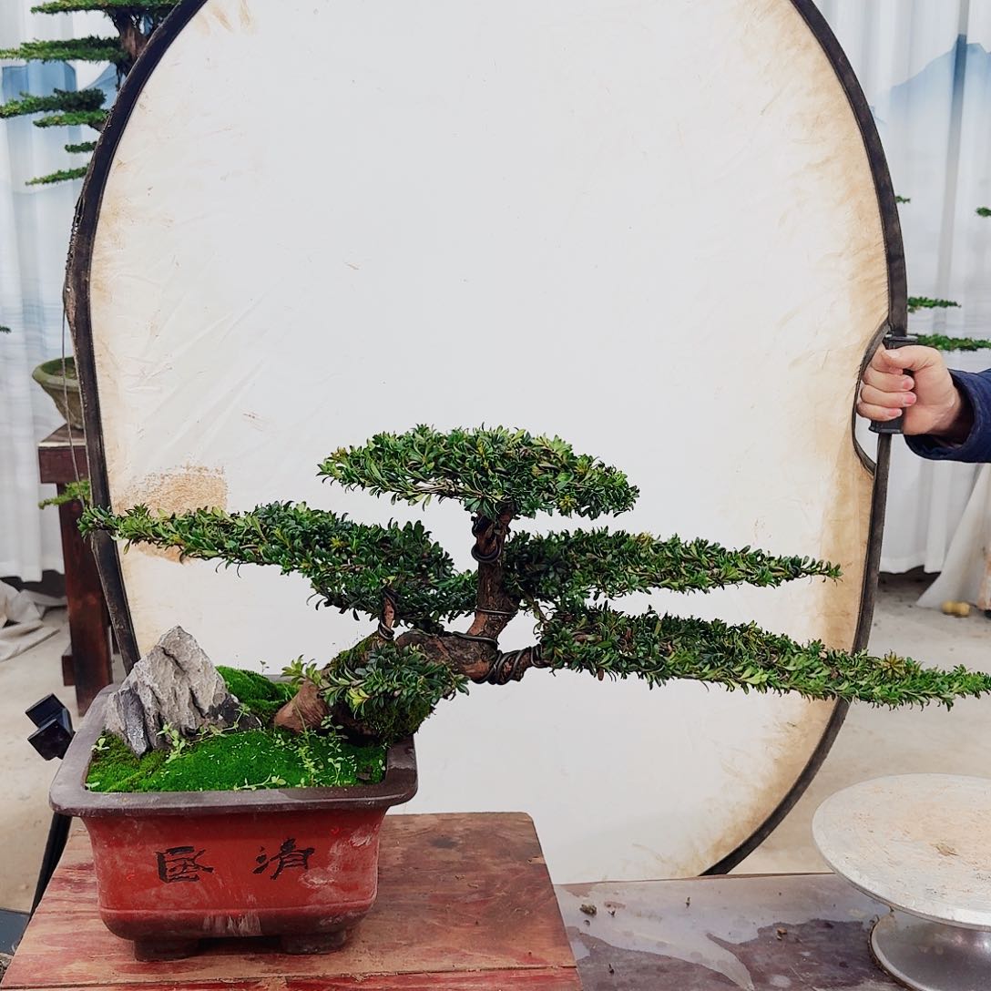 盆景罗汉松一物一拍