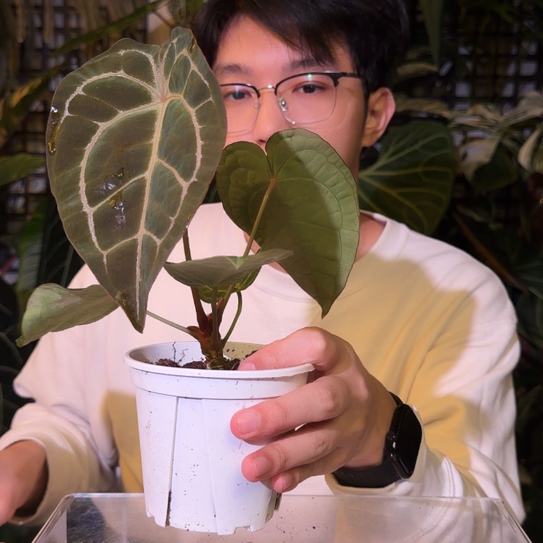 完全开放G124 红水晶杂水晶盾