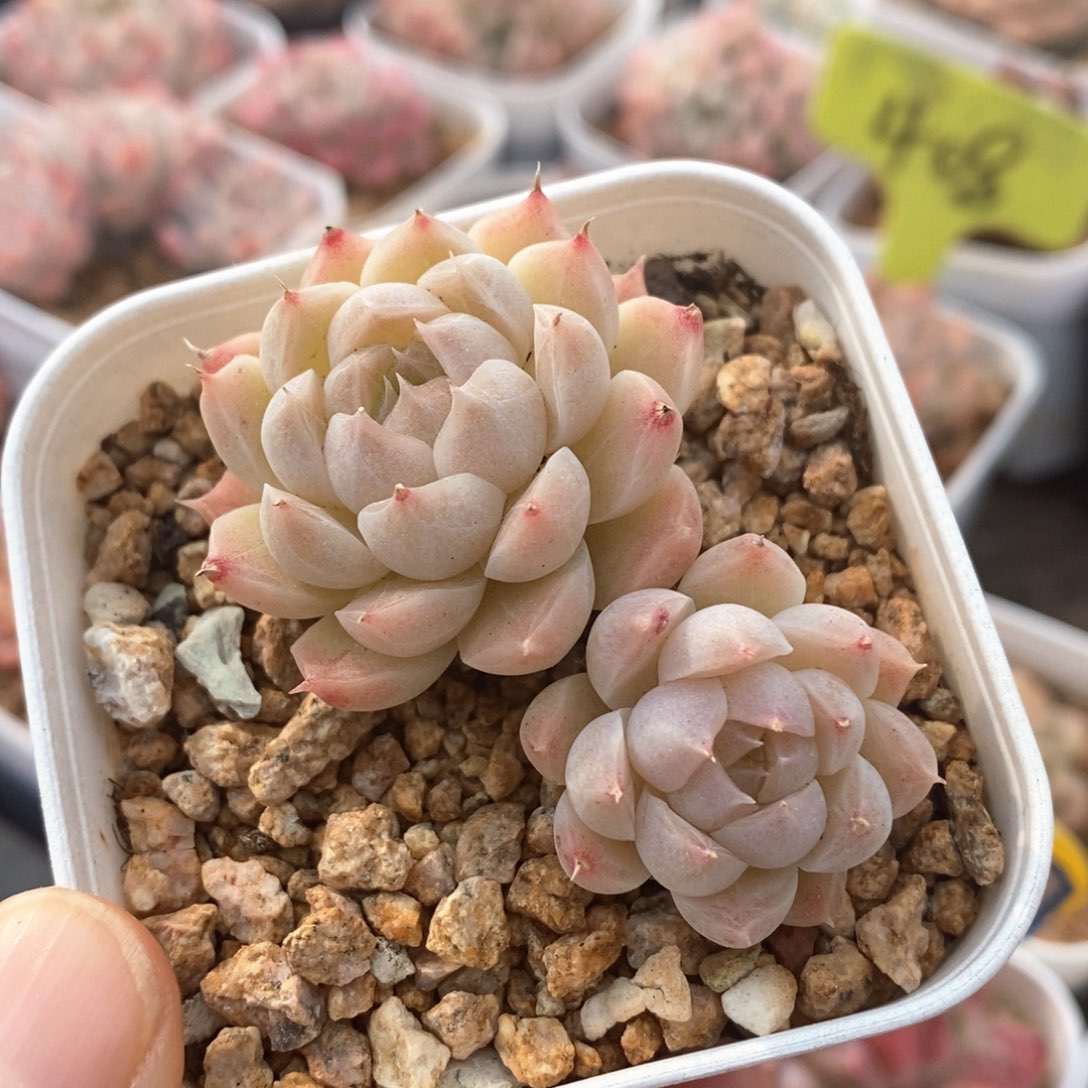 精品多肉一物一拍不包整64