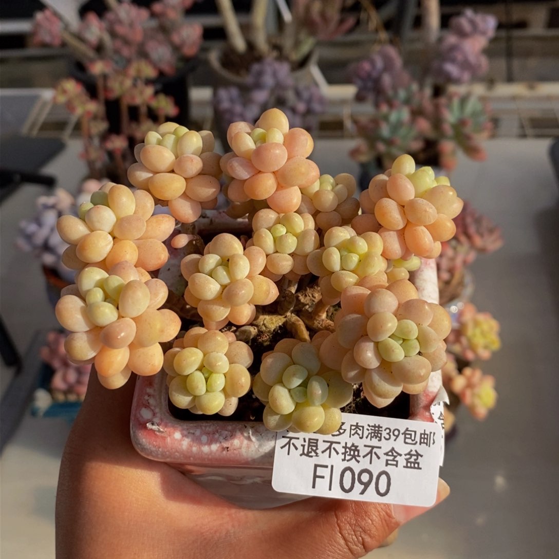090鱼子酱多肉有断枝