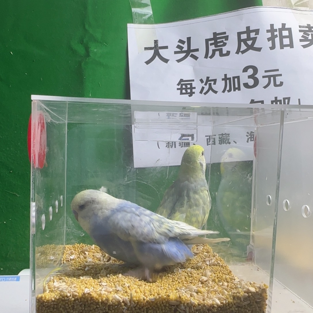 虎皮鹦鹉大头鹦鹉