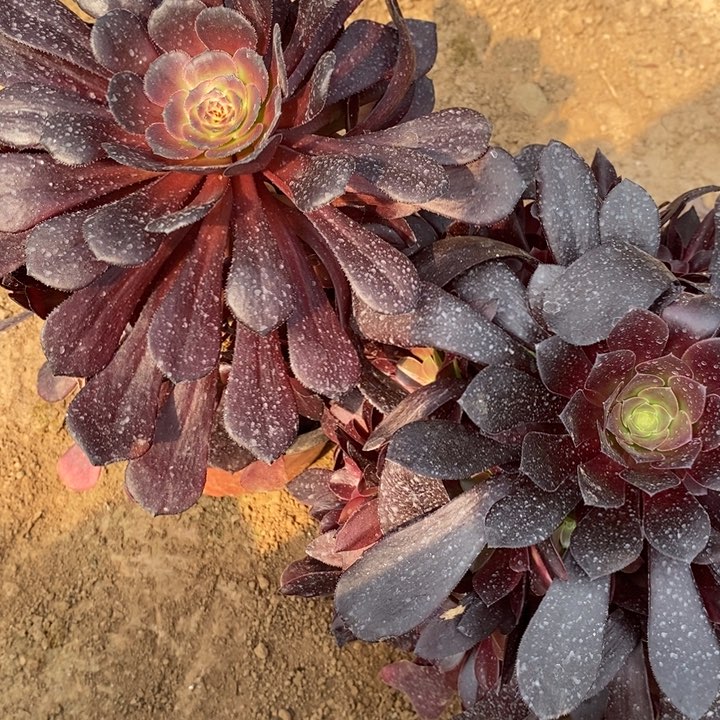 黑萝莉加欧紫多肉法师