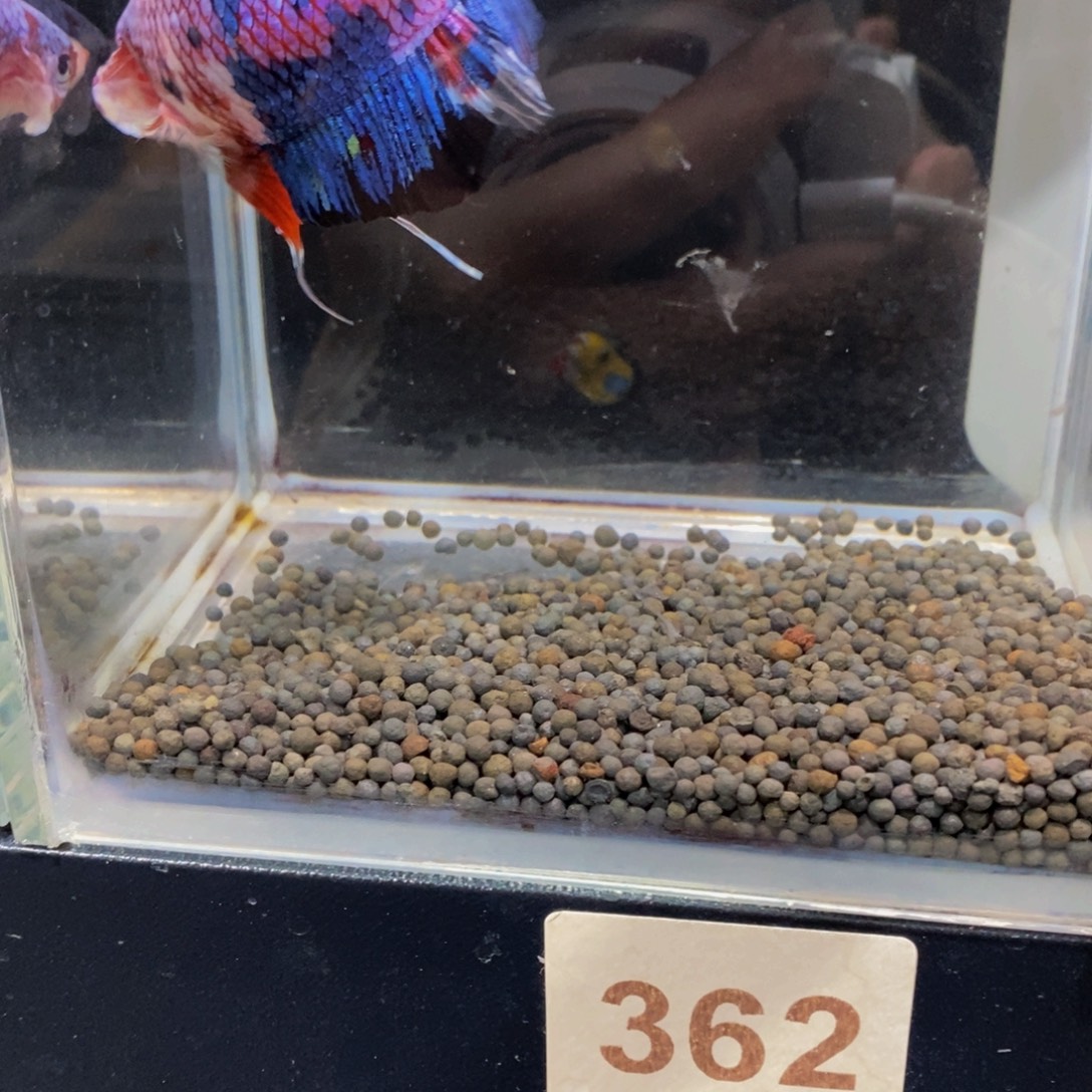斗鱼362巨斗11111