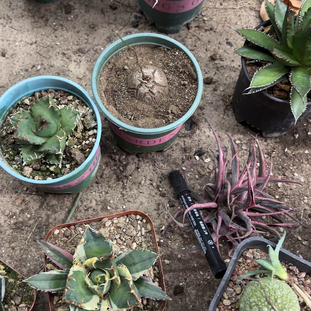乐***吼实生南非龟甲龙植物