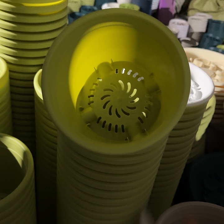 四季2号果绿无托10个