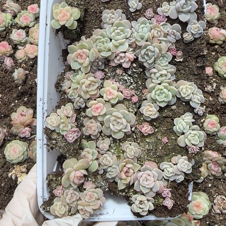 20号王者系列种播苗一盒