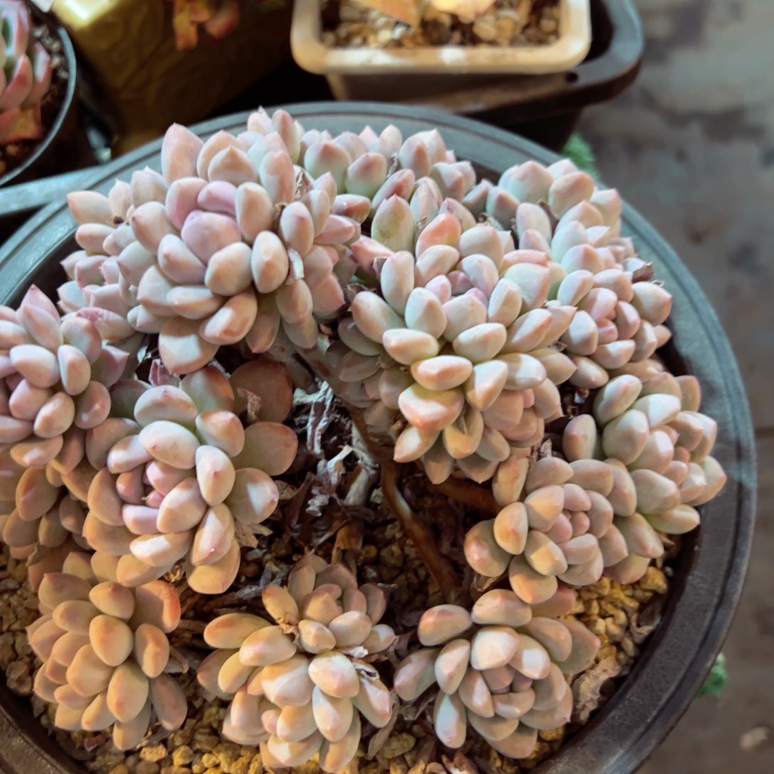 幸运的是我的朋友是