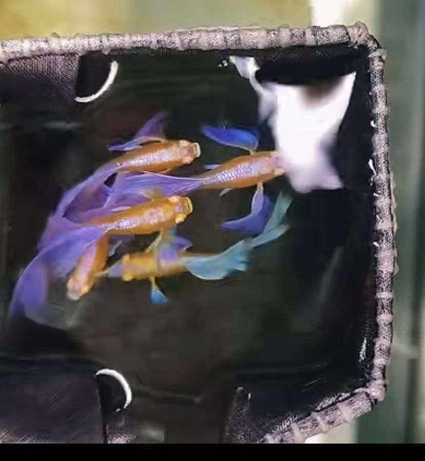 紫白欧翼有飞船基因孔雀鱼