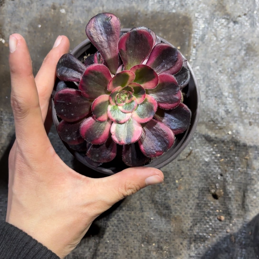 香奈儿！15.9新疆包邮！