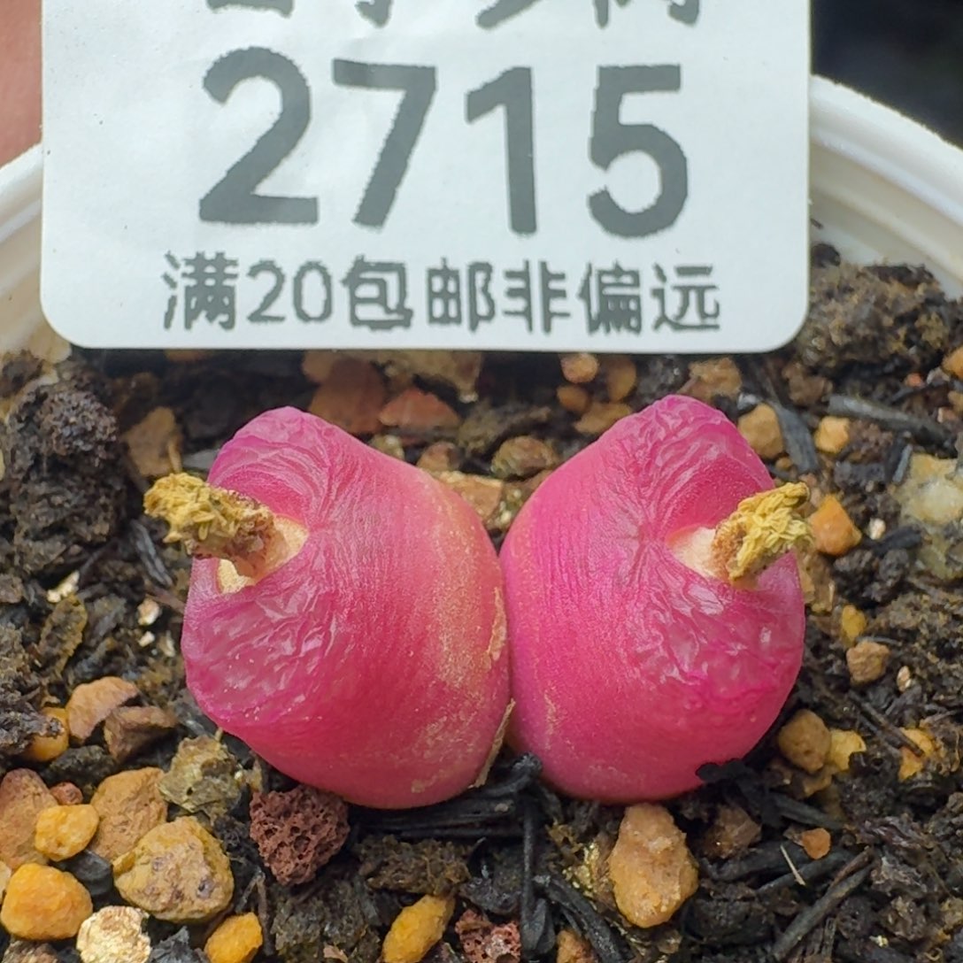 红宝石双头。               