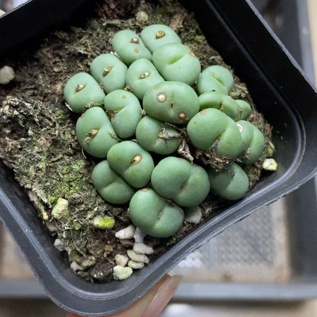 7516一盒七方紫花小饼