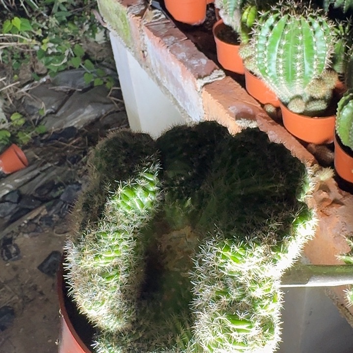 撞***天无花朵彩草哈哈哈哈哈