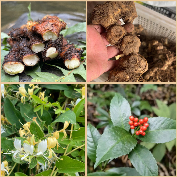 （湘西苗侗）通用链接新鲜药材合集具体看规格
