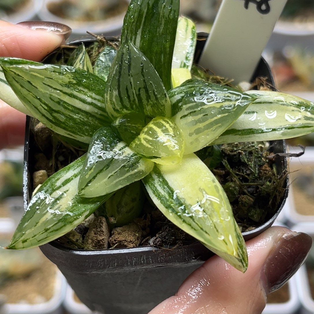 48竹虎实生寿锦带仔福利专场