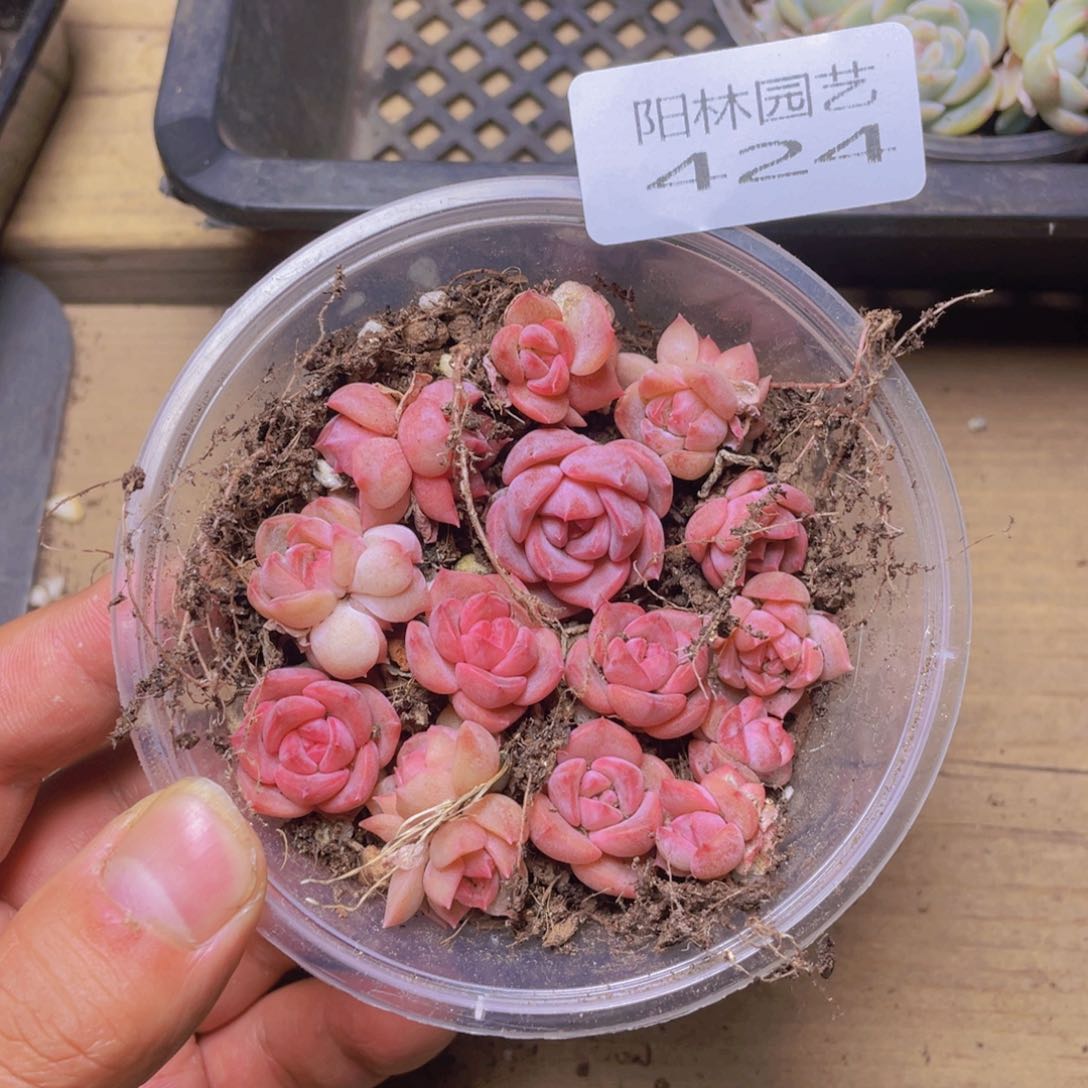 多肉植物多肉植物424