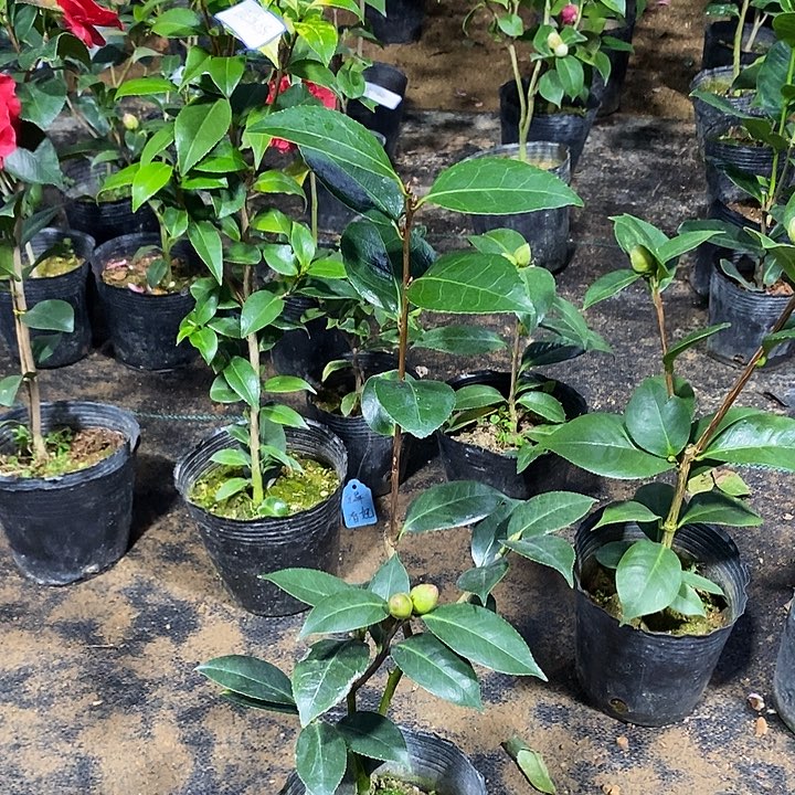 迷茫的春天 茶花 带花苞