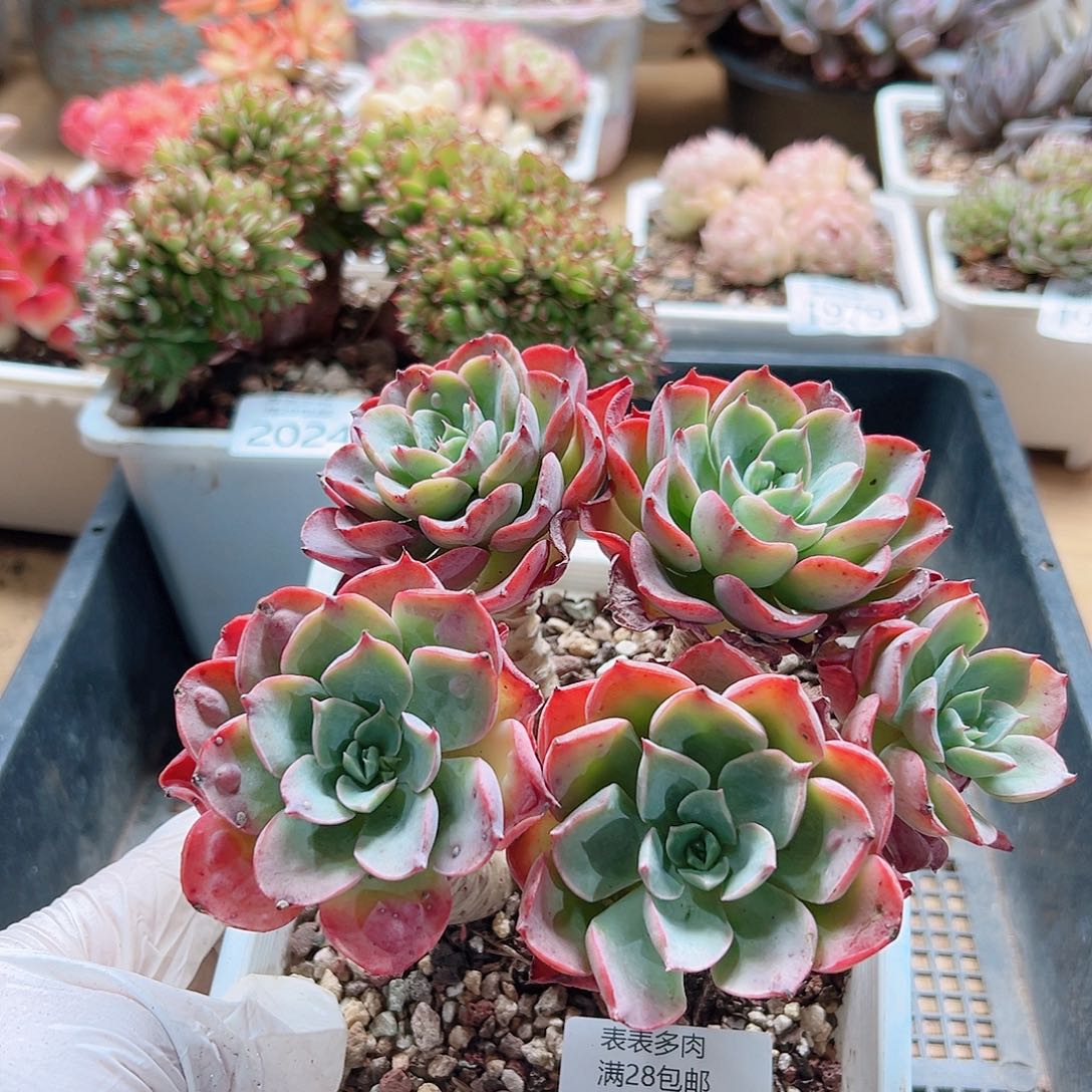 多肉一物＿拍2025