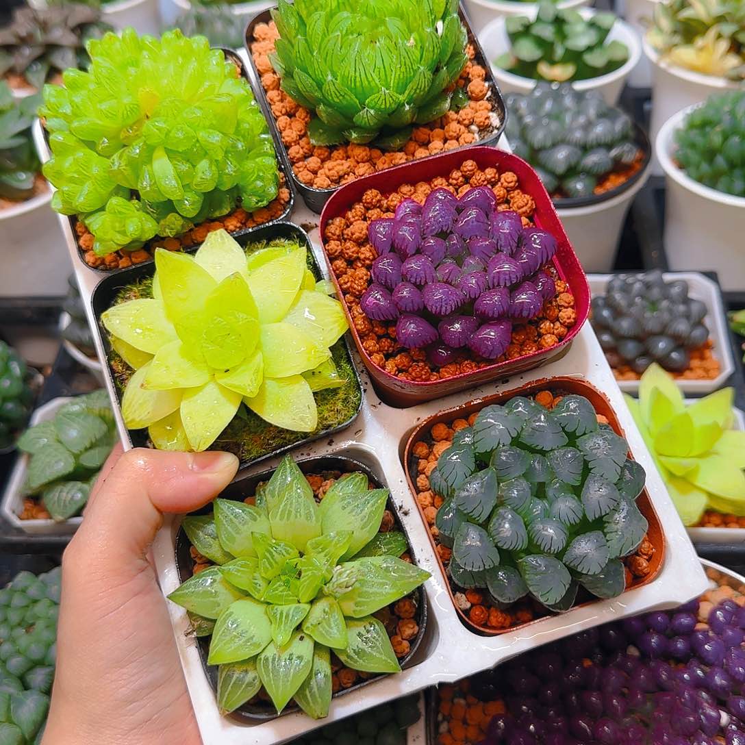 玉露群，蝉翼，黄金，紫宝石，玉露寿，冰灯