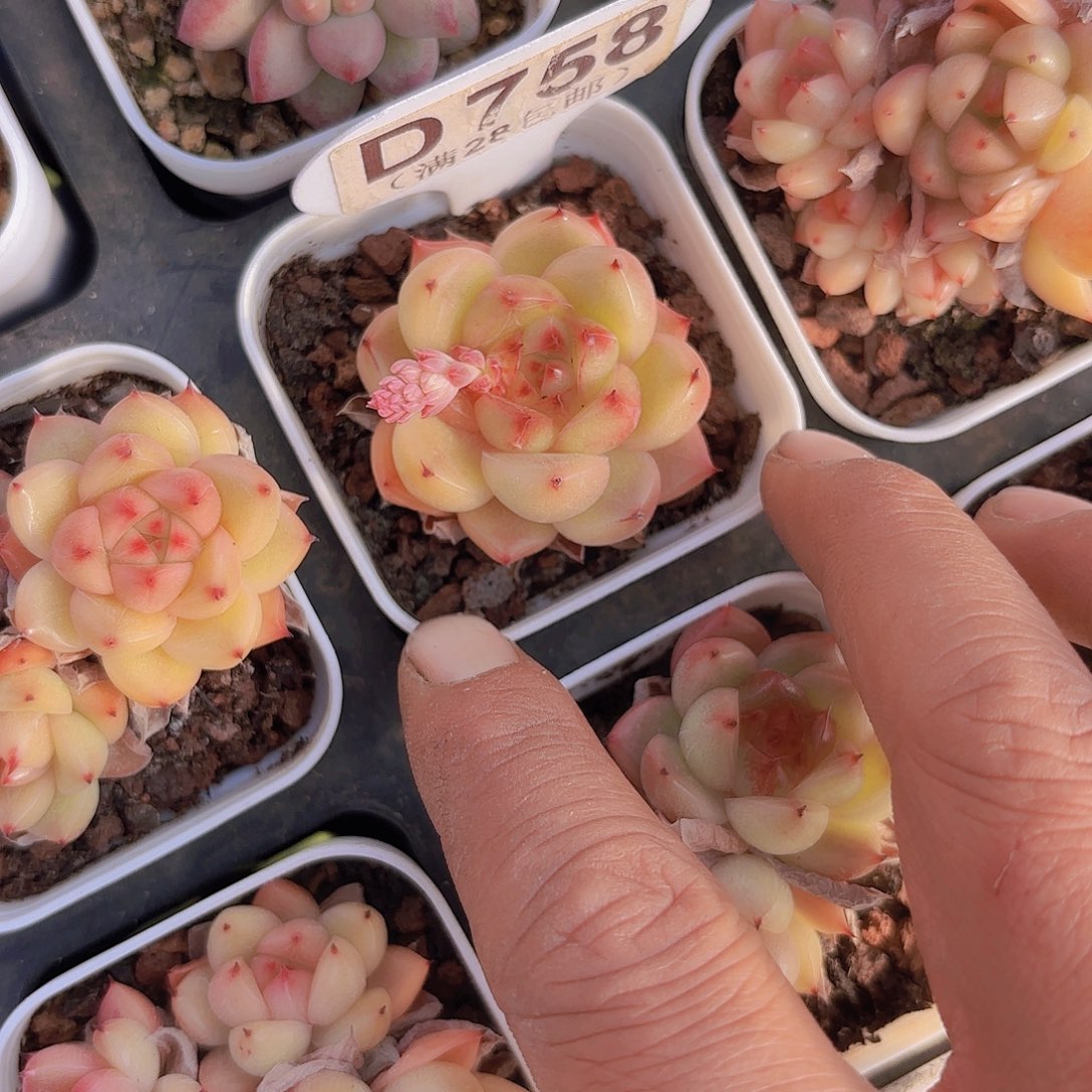 D758清空珍妮一物一拍