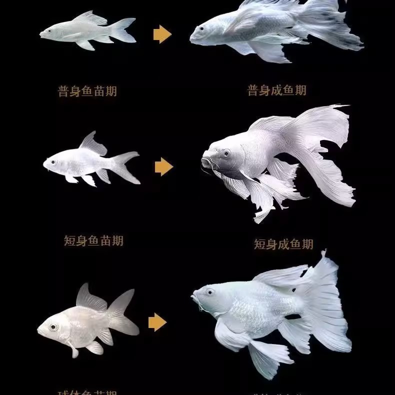 观赏鱼冷水鱼20-23公分健康好养耐活精品蝴蝶鲤