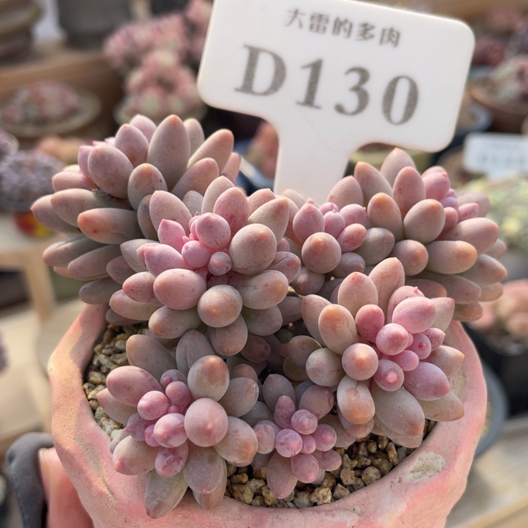 130 婴儿手指9.5厘米 不带盆