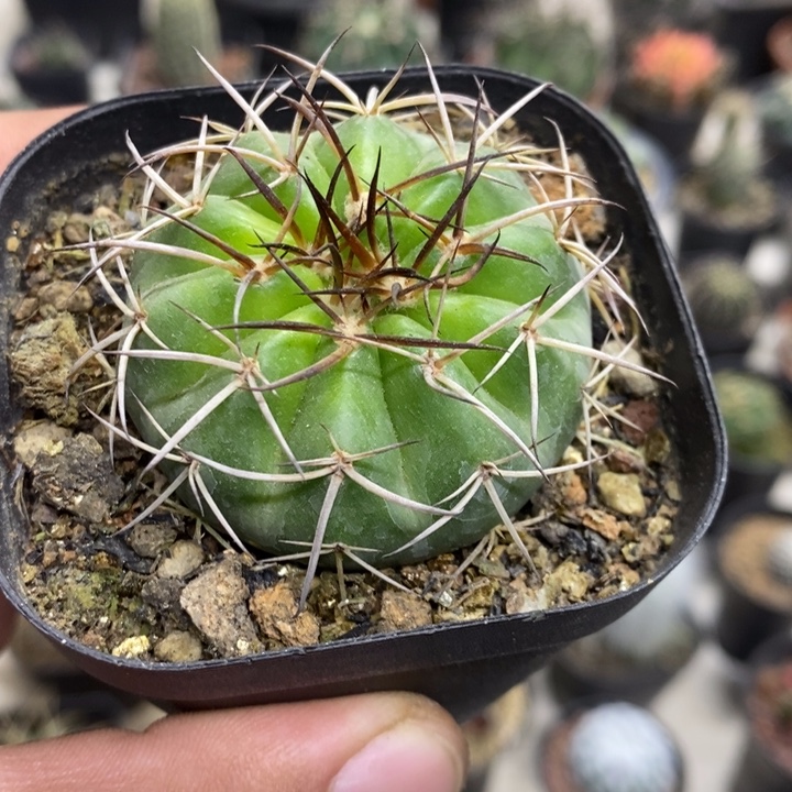 实生圆盘玉特价福利