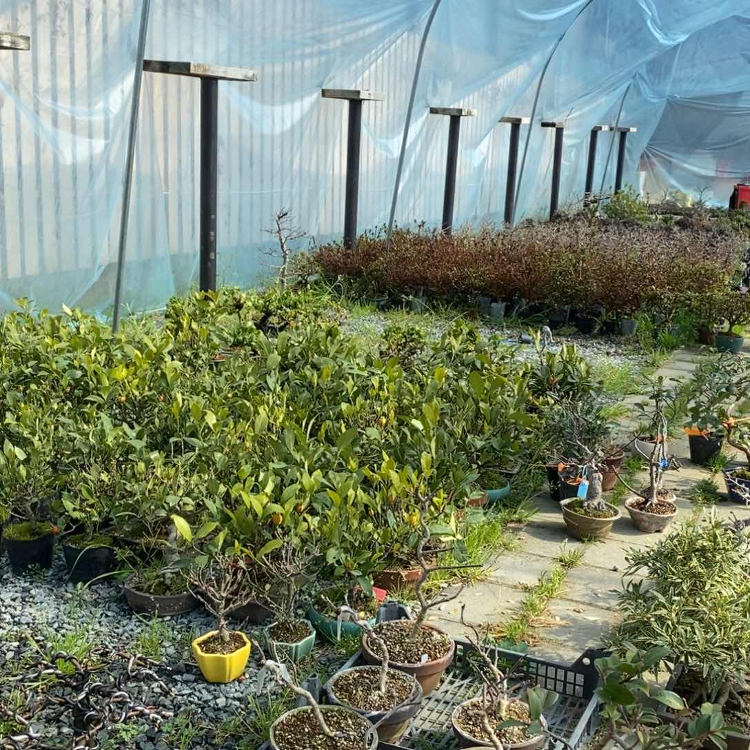 红陶开开心心买盆景