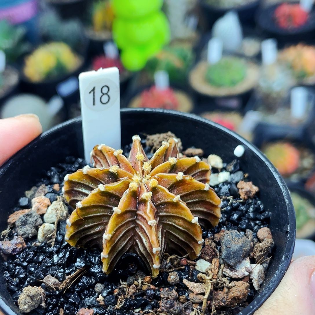 非偏远地区满25包邮仙人球