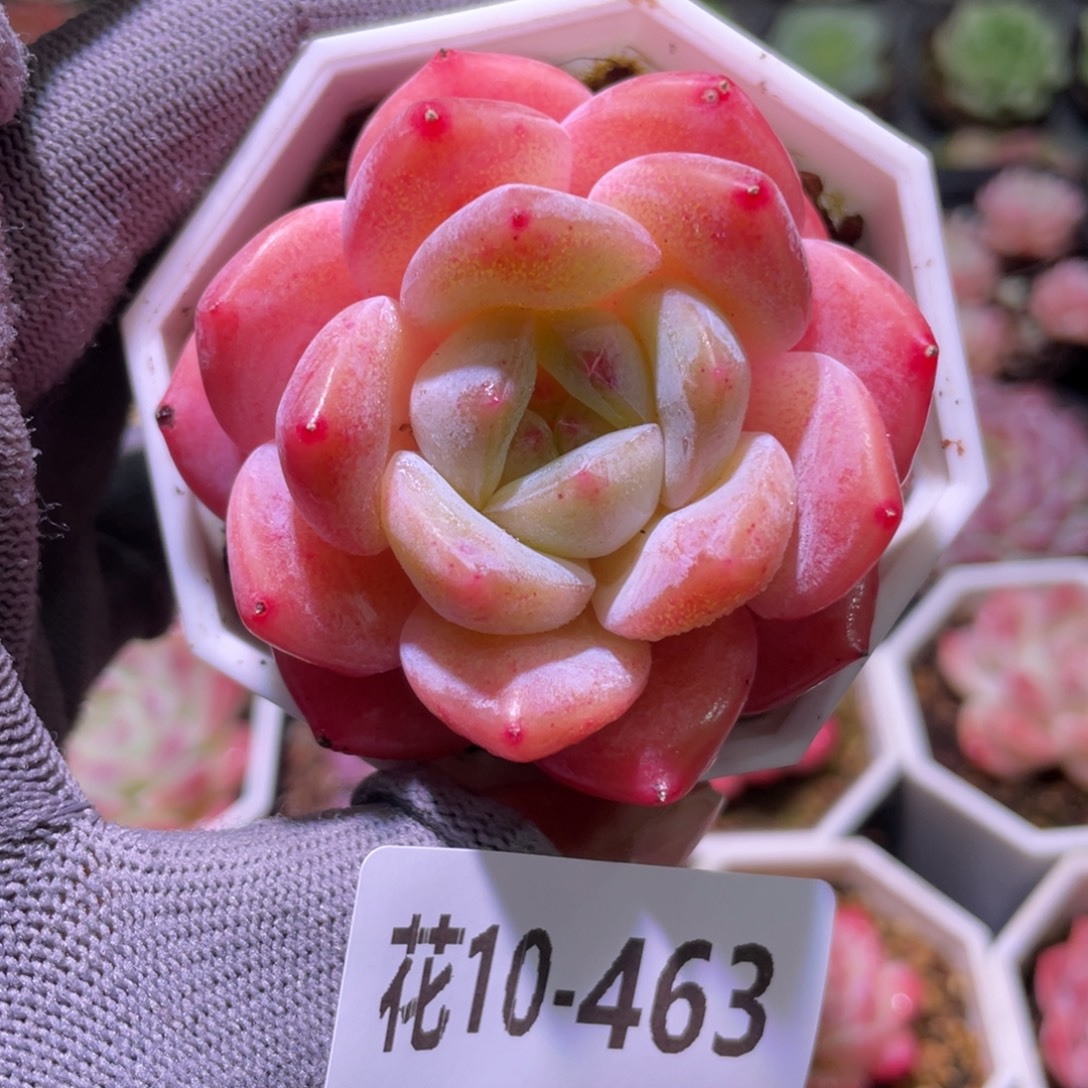 花利美10-463刚毅