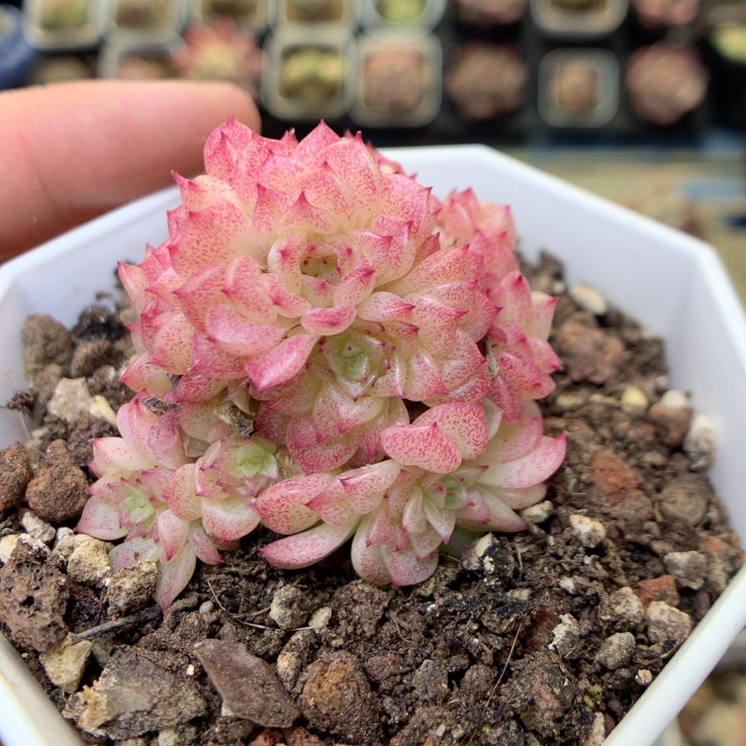 G43 ，20包邮两天凑单偏远地区不发货