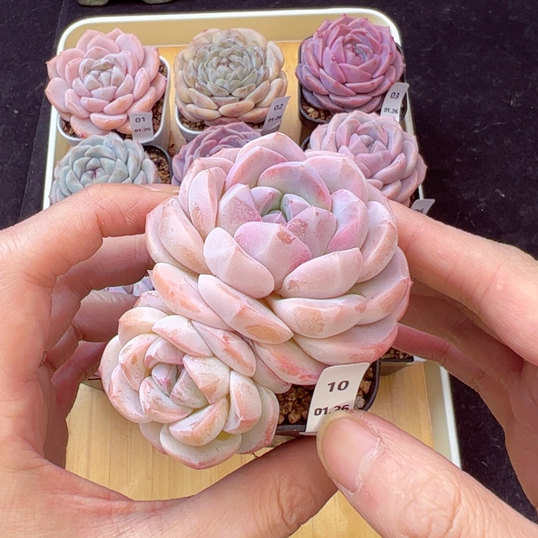 冰魄10、哈哈哈哈