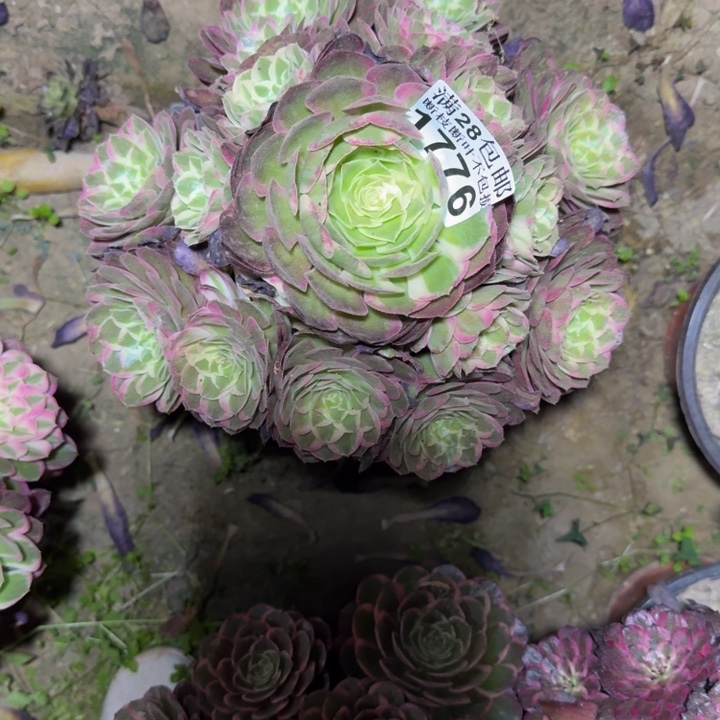 1776孔雀翎多肉植物