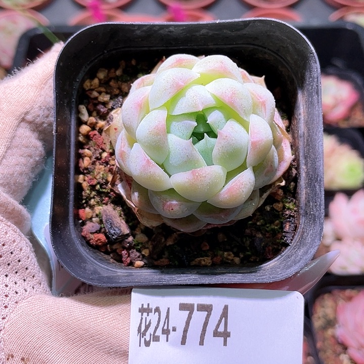 花利美24-774新品