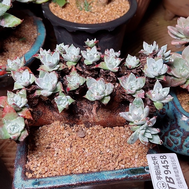 多***头9458苹果叶仙女杯多肉