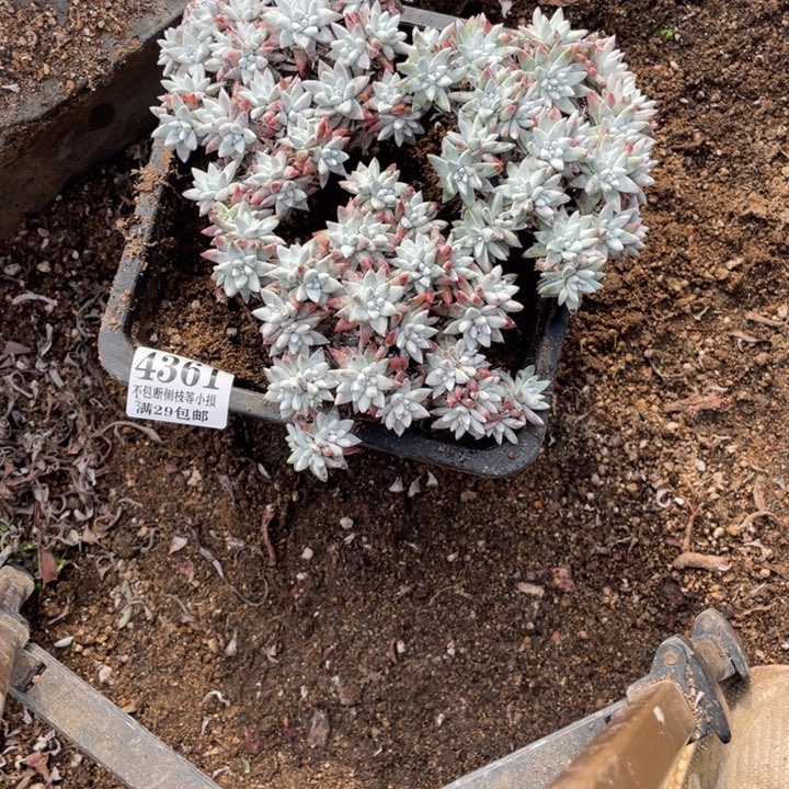 361号白菊多肉3颗多肉