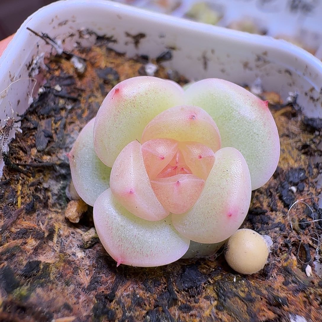甜心628多肉一物一拍