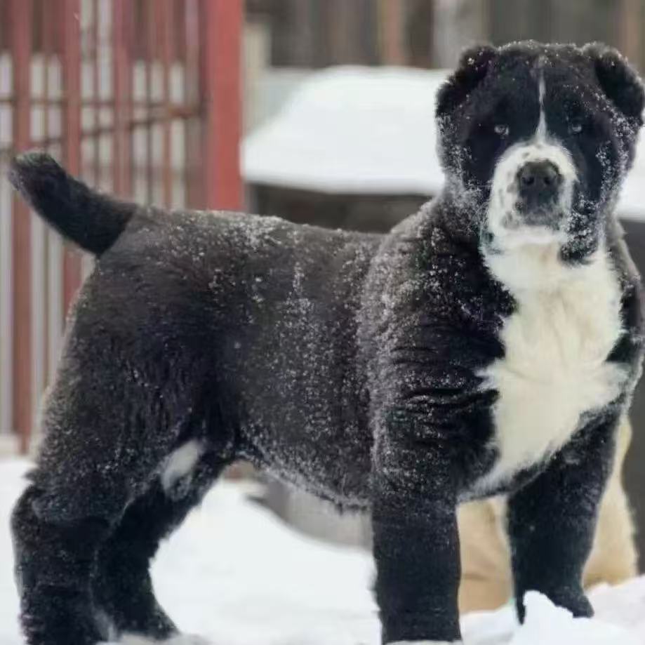 【旺泰聊中亚A】宠物活体萌宠大型犬狗活体护卫犬猎犬中亚牧羊犬