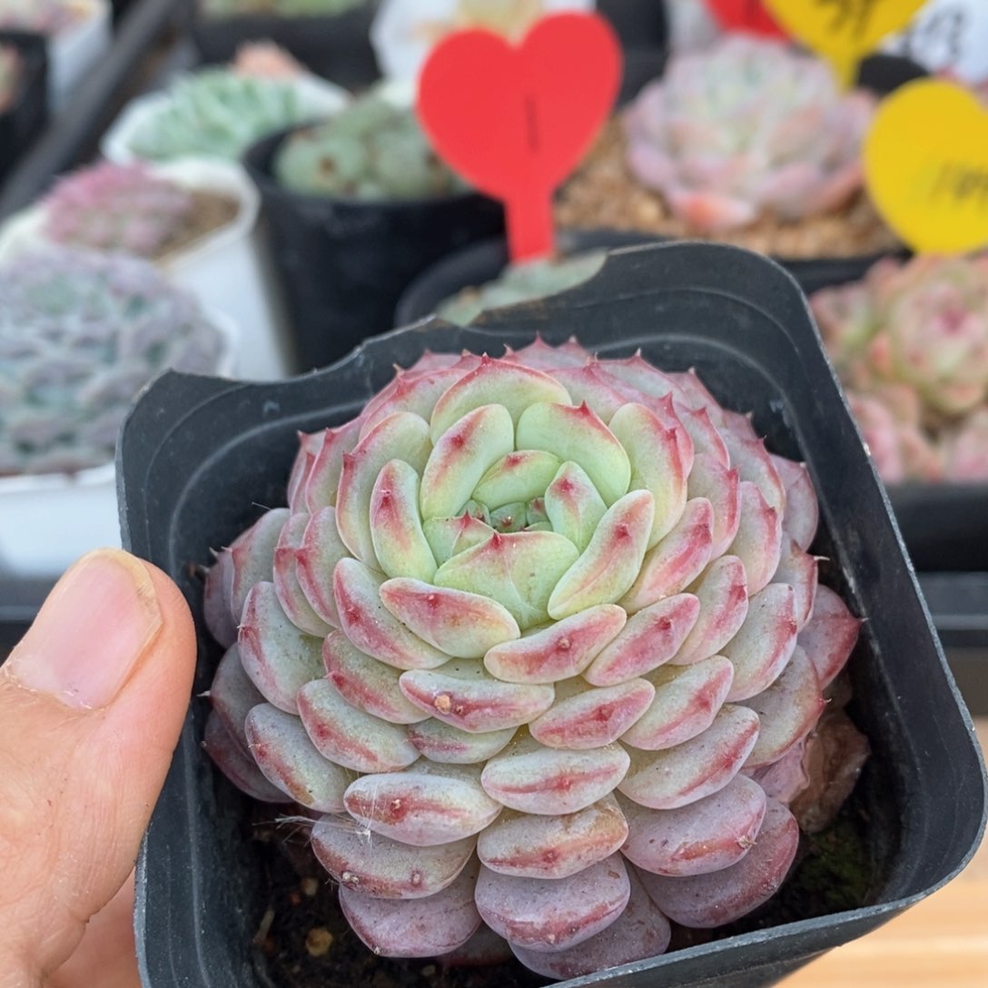 精品多肉一物一拍不包整76