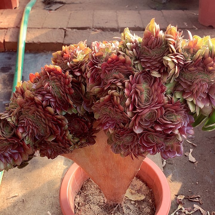 万缀老板，多肉植物