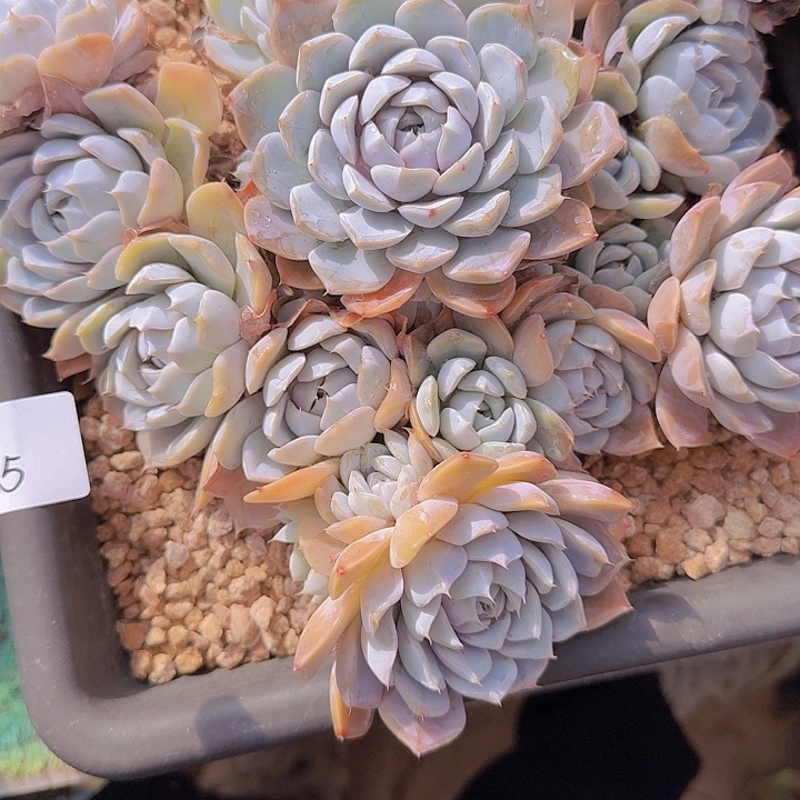 1115雪兔多肉植物