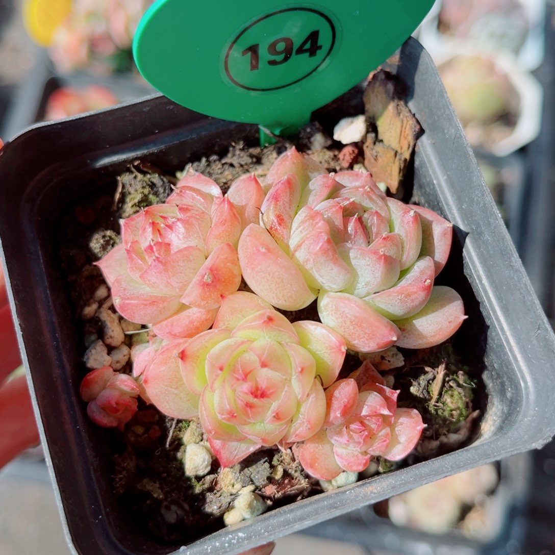 194号小老桩珍妮群