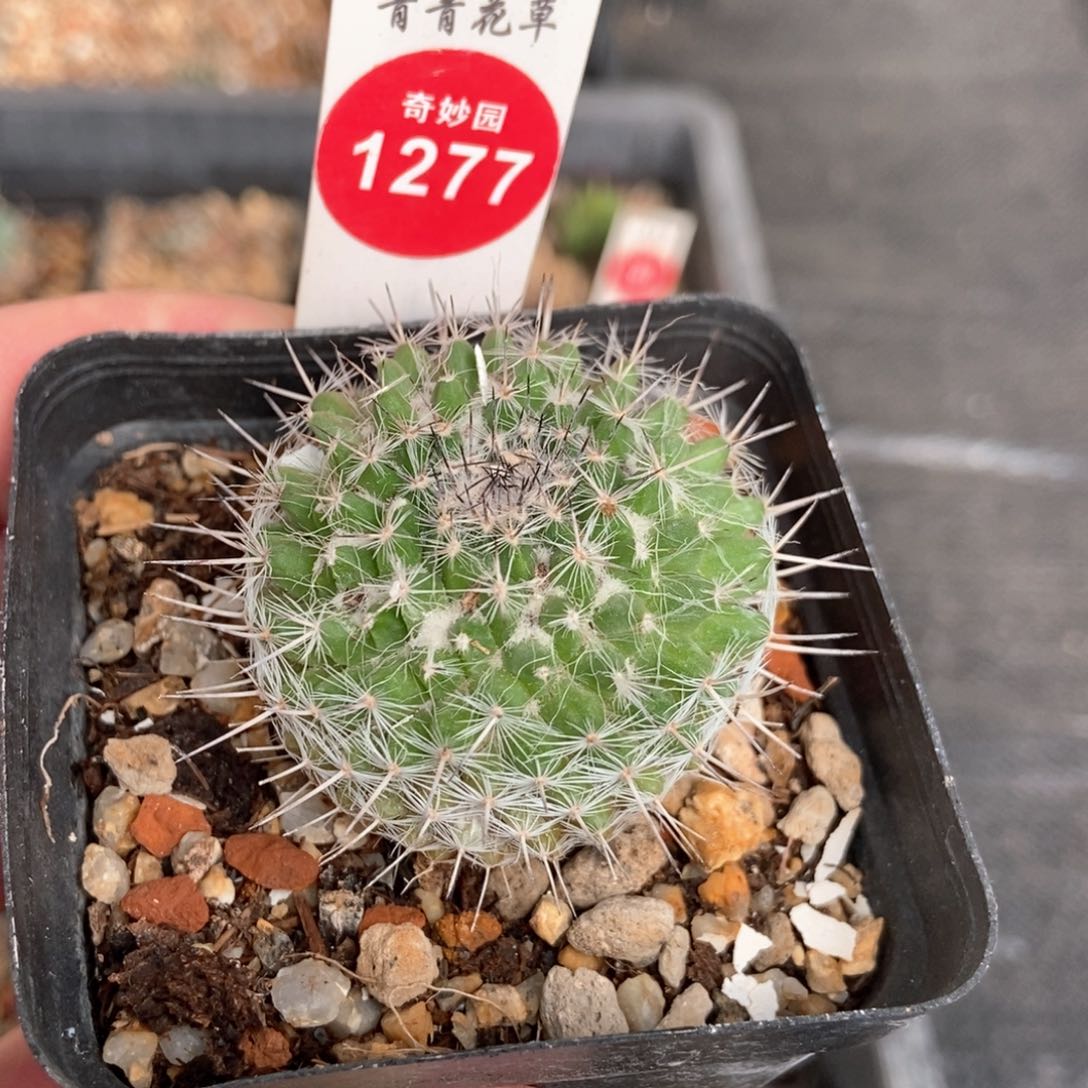 实生优选长刺乳突4cm